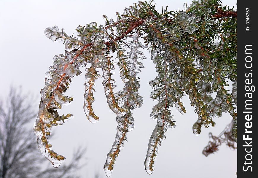 Frosty leaf from ice rain