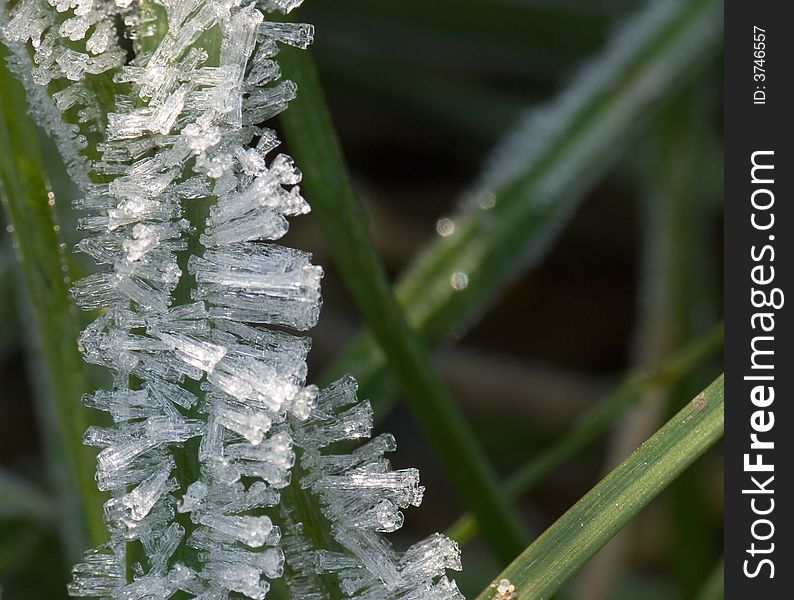 Frost crystals on the grass, macro, close up.