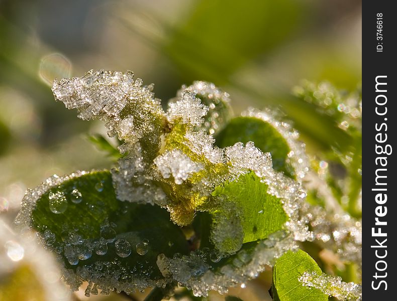 Frosted plant close-up, first frost in this year. Frosted plant close-up, first frost in this year.