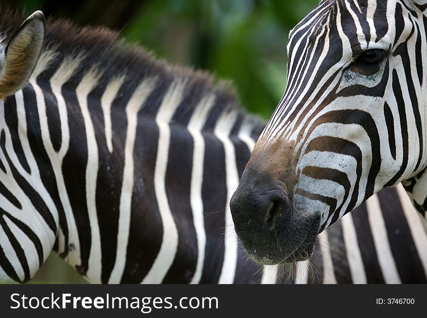 A shot of a herd of zebra. A shot of a herd of zebra