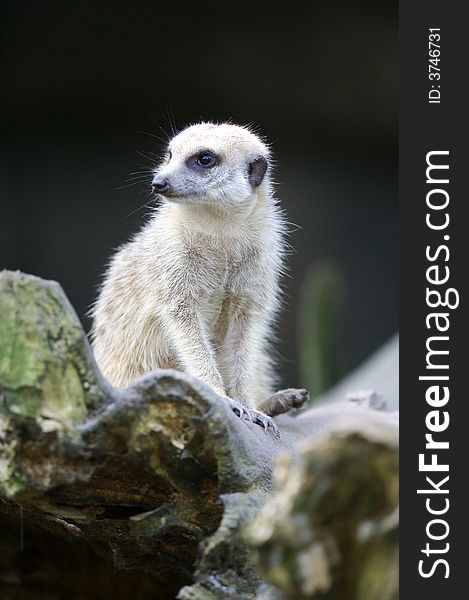 A shot of the african meerkat