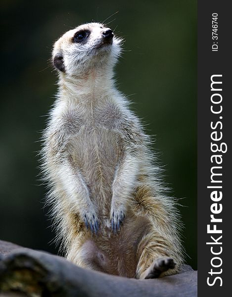 A shot of the african meerkat
