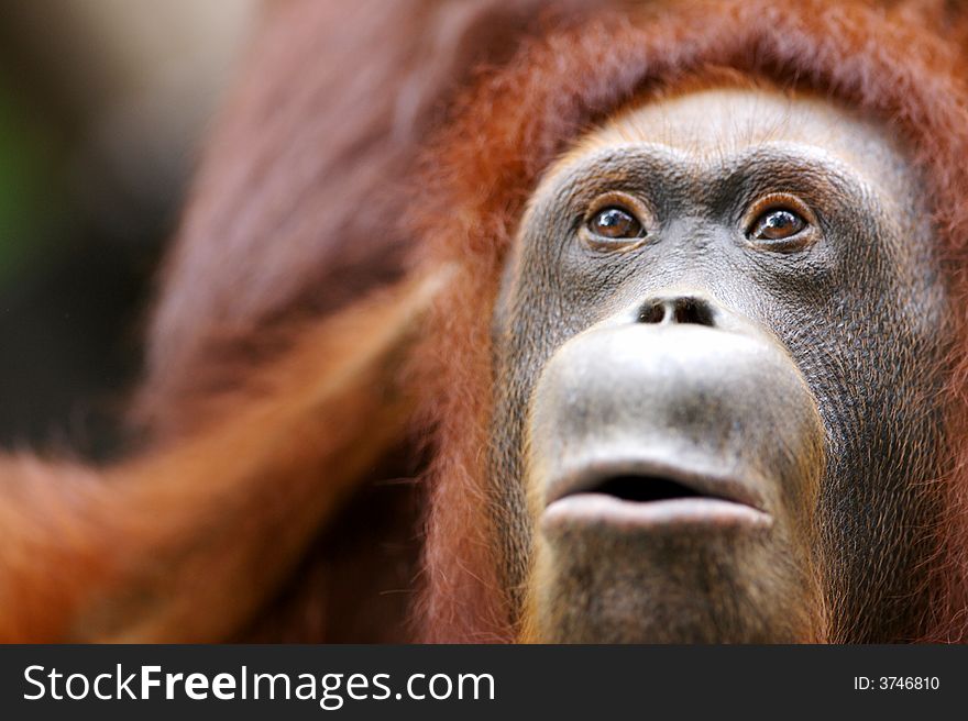 A shot of the asian orangutan. A shot of the asian orangutan