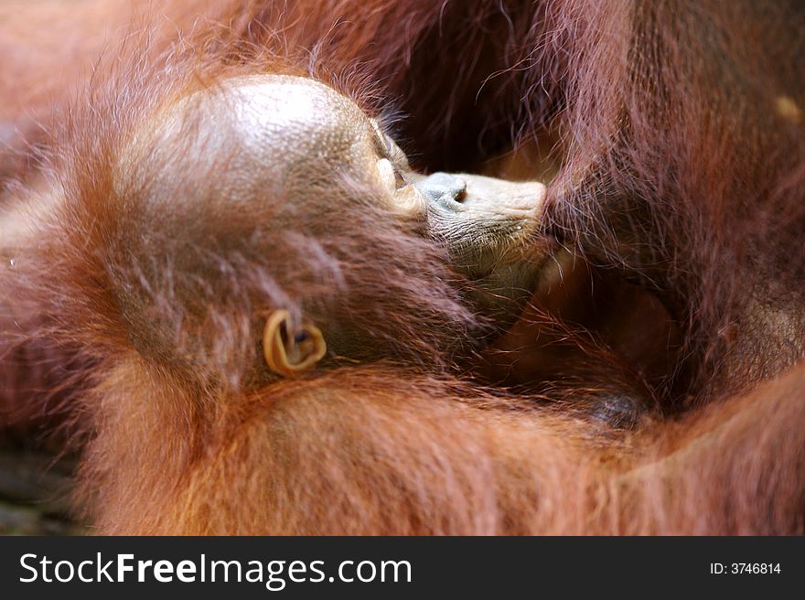 A shot of the asian orangutan. A shot of the asian orangutan