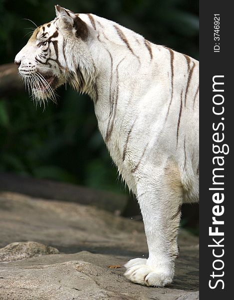 A shot of a white tiger