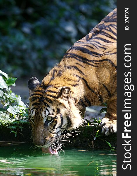 A shot of a Malaysian Tiger drinking