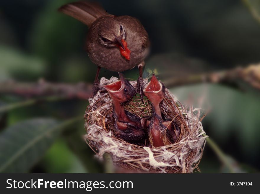 A mother bird is feeding her children