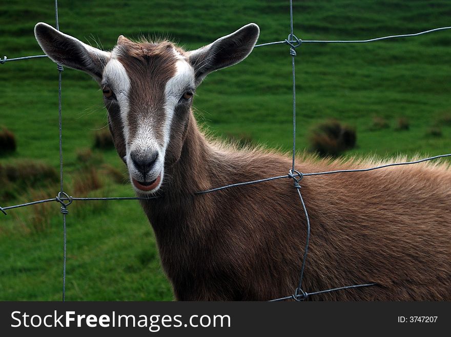 Goat Looking Through Fence