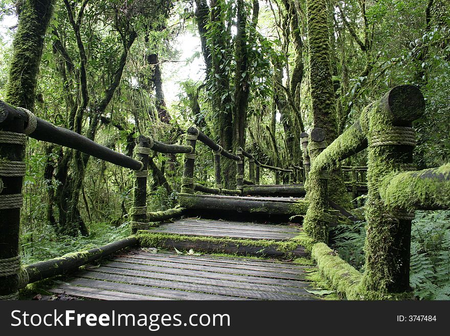 A walking trail in Thaland's national park