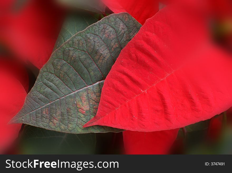 Red and green Christmas leaves