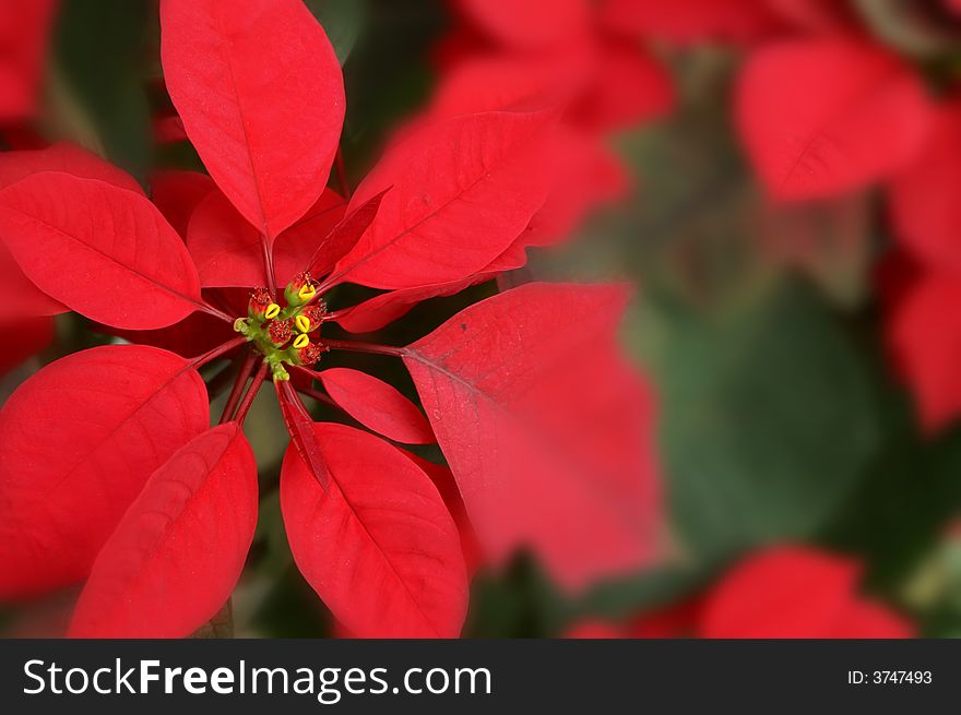 Red and green Christmas leaves