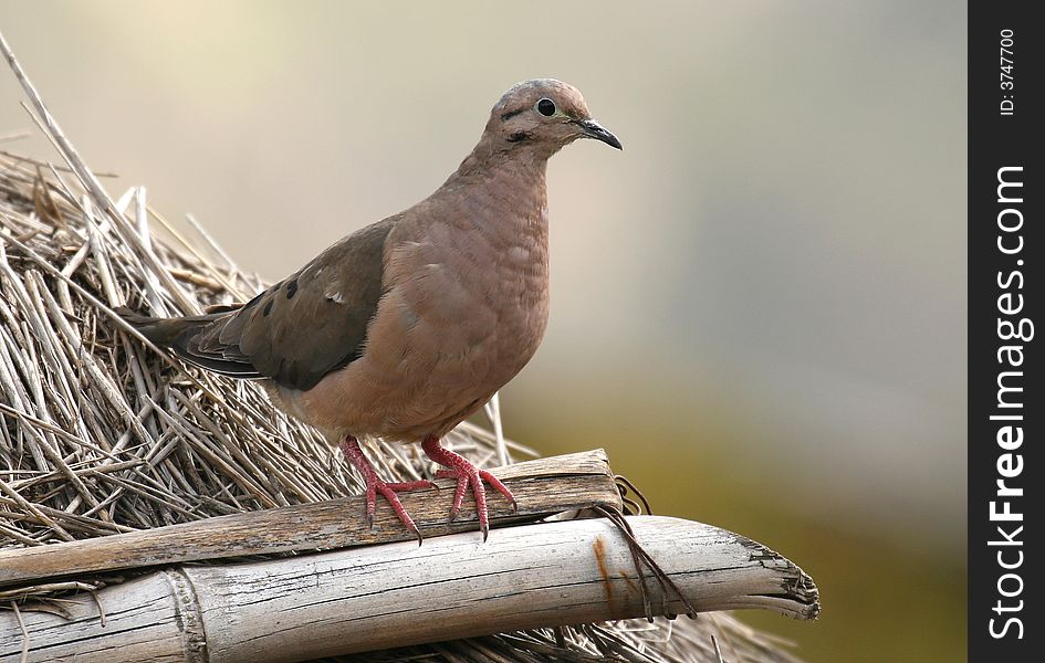 Eared Dove