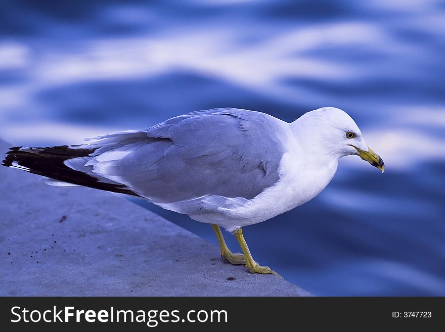 Seagull bird, close up water