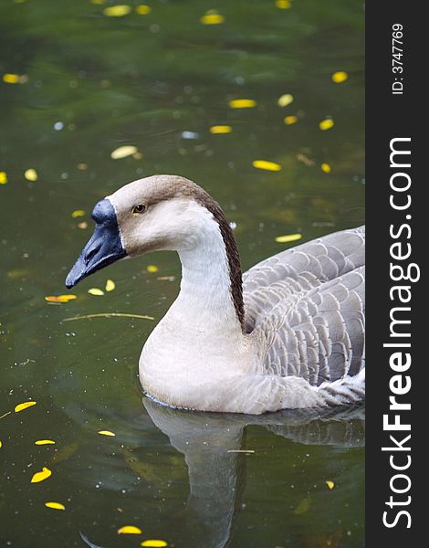 Farm animals duck in a pond close up