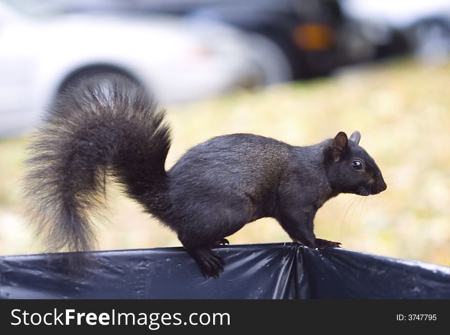 Close-up of the squirrel in the park