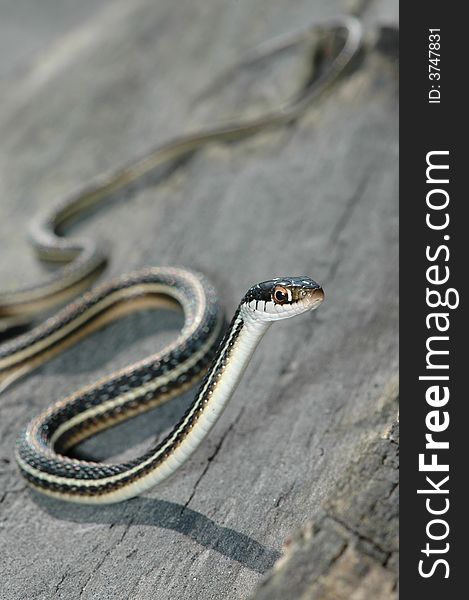 A cute angled image of a western ribbon snake from northern Missouri.