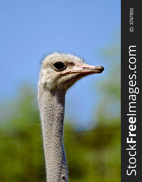 Ostrich close up blue sky
