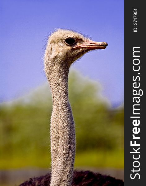 Ostrich