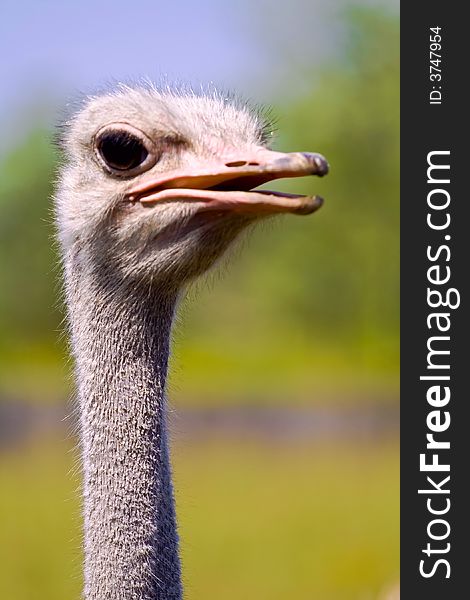 Ostrich close up detailed shot