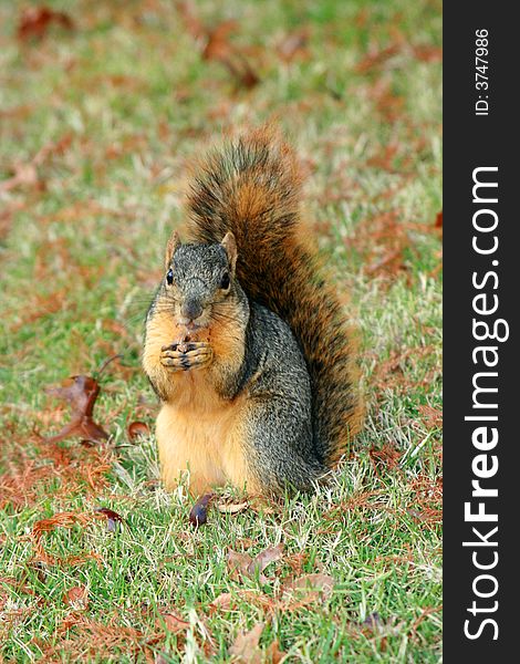 A squirrel posing for a portrait while eating a delicious acorn. A squirrel posing for a portrait while eating a delicious acorn