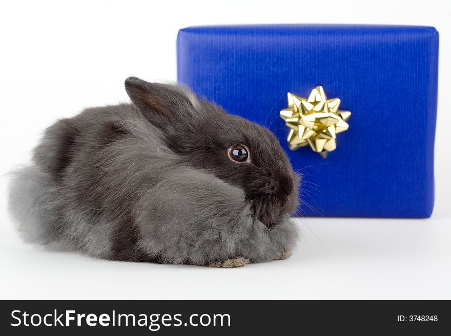 Grey bunny and a blue gift box
, isolated