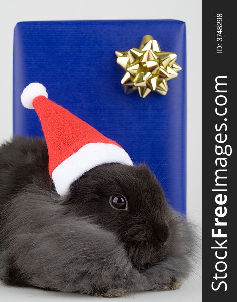 Grey bunny in a santa hat and a blue gift box. Grey bunny in a santa hat and a blue gift box