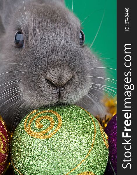 Bunny and christmas decorations