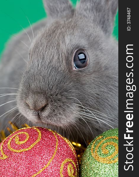 Grey bunny and christmas decorations, green background