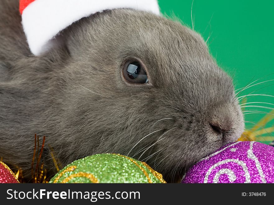 Grey bunny and christmas decorations, green background