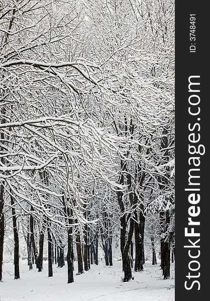 An image of cover of snow on a trees. An image of cover of snow on a trees