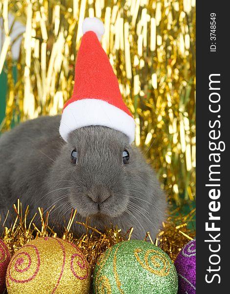 Grey Bunny And Christmas Decorations