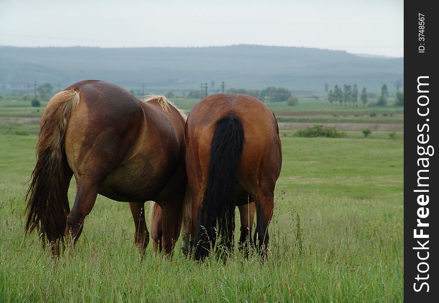 Horses on the green field.