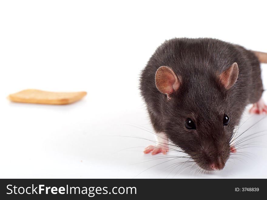 A little rat isolated on white background