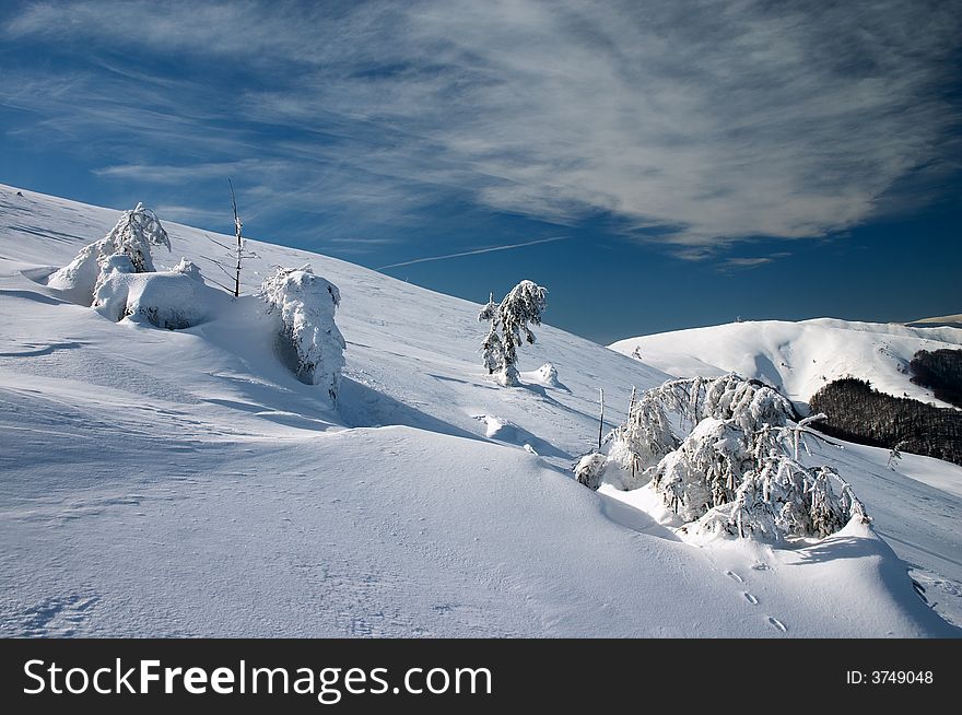 Snow covered fir trees in winter mountains