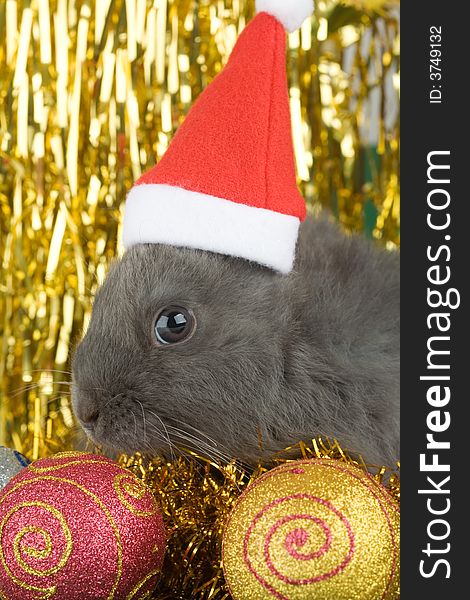 Grey bunny and christmas decorations on gold background