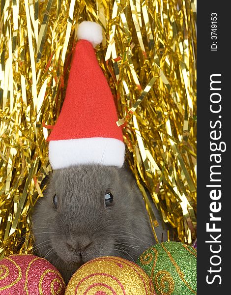 Grey bunny and christmas decorations on gold background