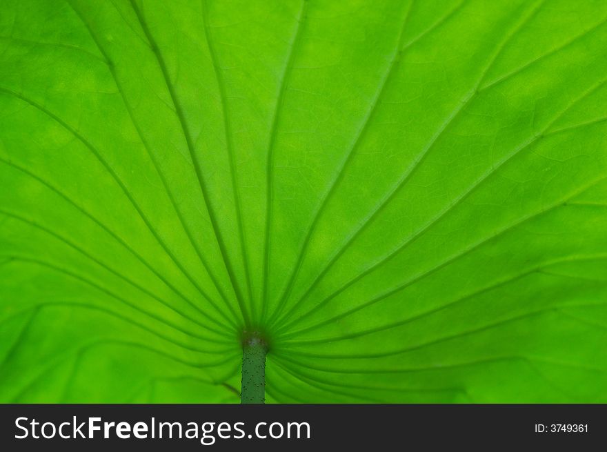 Close up of aã€€leaves with unknow plant