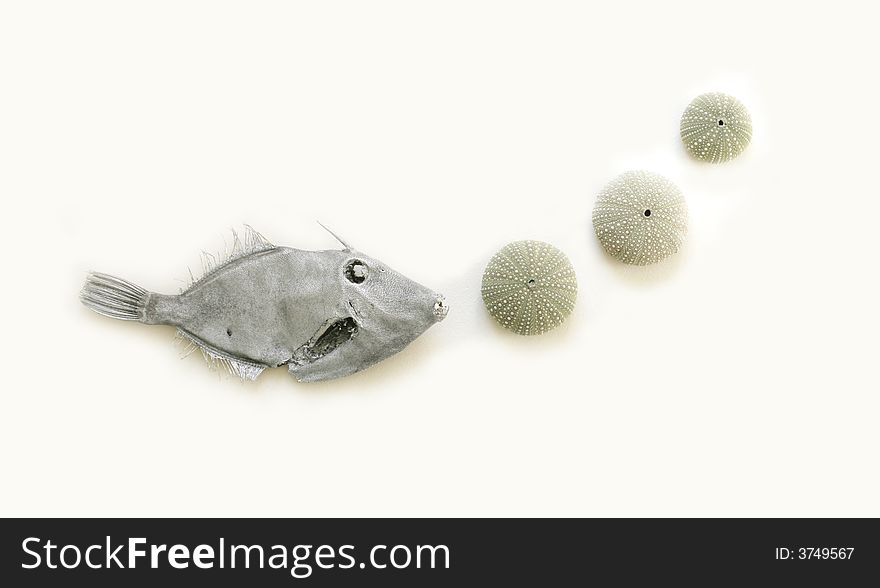 Dried John Dory fish and sea eggs isolated on white. Dried John Dory fish and sea eggs isolated on white.
