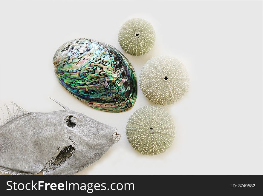 John Dory fish, paua shell and sea eggs isolated on white. John Dory fish, paua shell and sea eggs isolated on white.