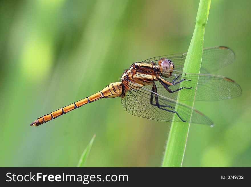 The Dragonfly that hang up on the Grass