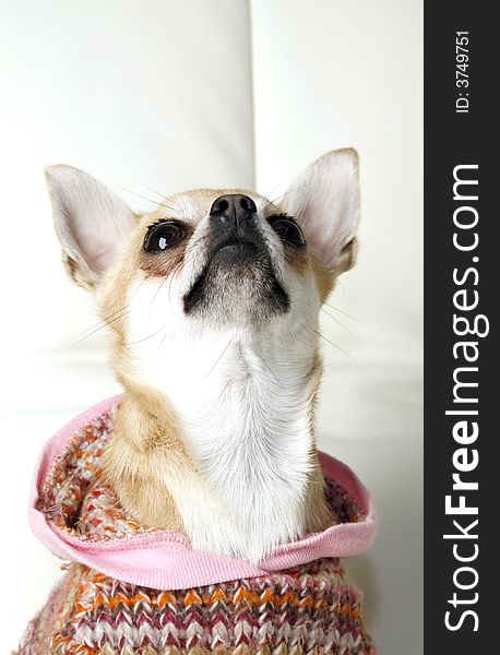 Cute chihuahua  sitting on the sofa looking up