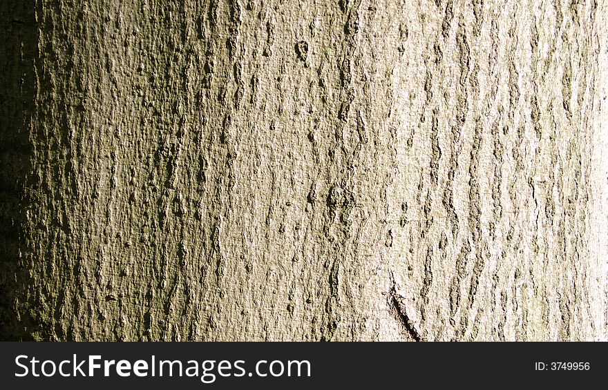 Bark of a tree - horizontal