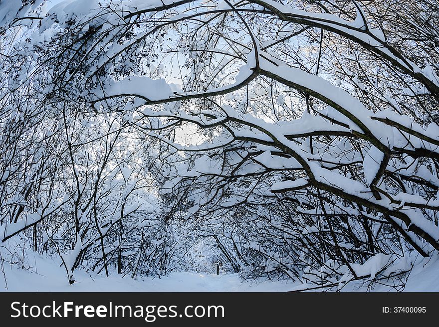 Snow on the trees and bushes in winter forest. Snow on the trees and bushes in winter forest