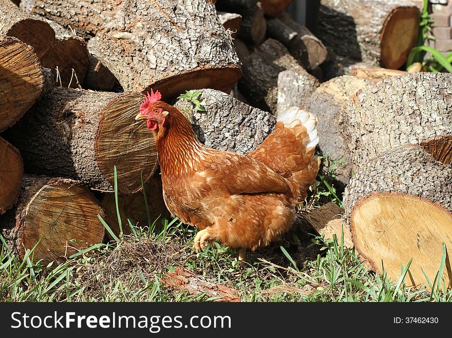 This is a red chicken in a wood pile. This is a red chicken in a wood pile.