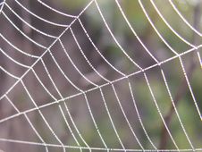 Spider S Web With A Drops Stock Images