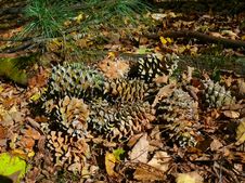 Cones Of Cedar Pine 1 Royalty Free Stock Image