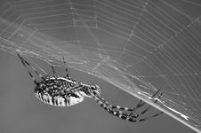 Argiope Spider On Web Royalty Free Stock Photography