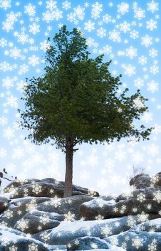 Alone Tree Grow Over Blue Sky On Stone Stock Photo Alone Tree Grow Over Blue Sky On Stone Stock Photo