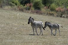 Zebras On The Move Royalty Free Stock Photo Zebras On The Move Royalty Free Stock Photo