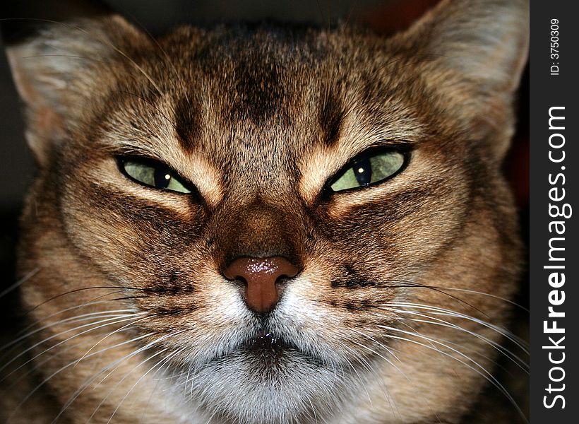 Close up of a cat thinking (as far as possible). Close up of a cat thinking (as far as possible)